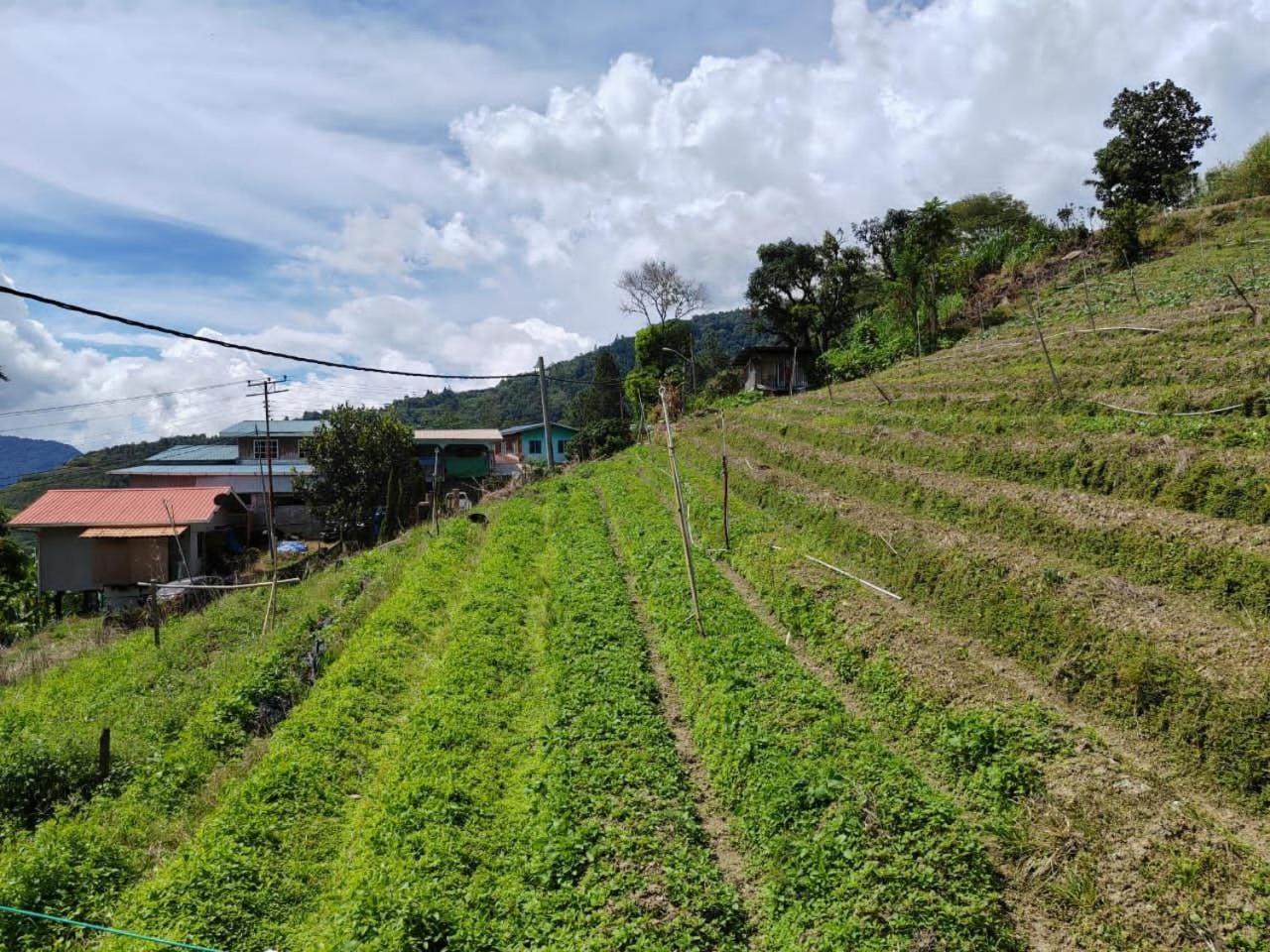 Kundasang Mount Garden Kültér fotó